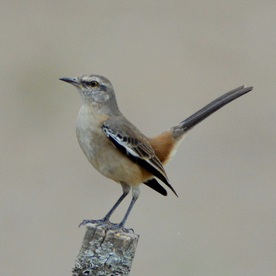 White-Banded Mockingbird